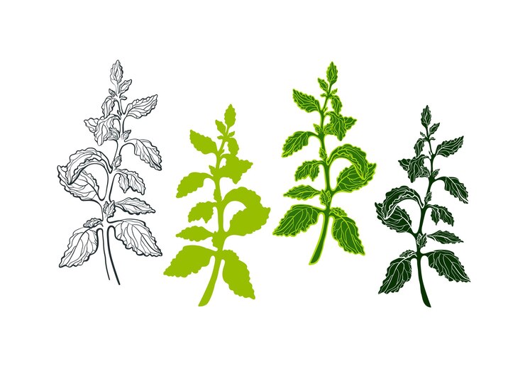 Vettore insieme di vettore di stevia con ramo, foglia. pianta organica dello zucchero fresco alimento dolce naturale. simbolo di tiraggio della mano botanico. bevanda diabetica organica illustrazione al tratto grafica isolata su sfondo bianco