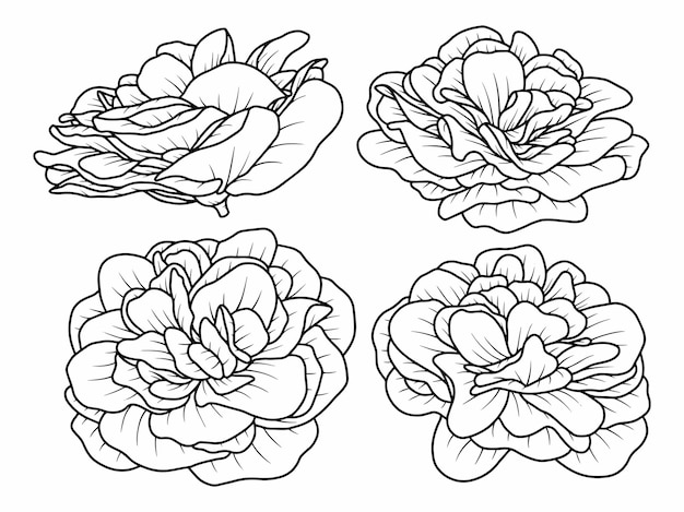Insieme disegnato a mano dell'illustrazione di arte di linea di schizzo del fiore della rosa