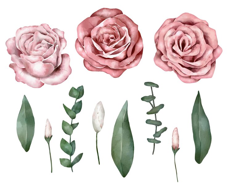 Insieme floreale dell'acquerello. Rose e foglie.