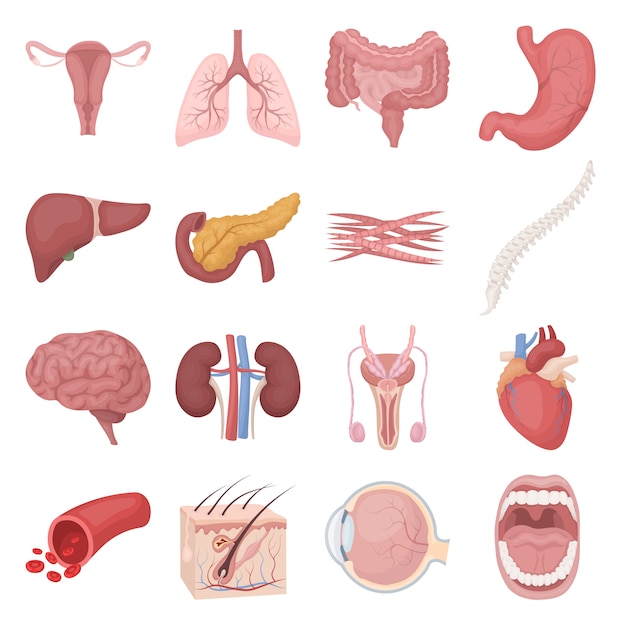 Insieme interno dell'icona di vettore del fumetto dell'organo umano. Illustrazione vettoriale di organo umano interno.