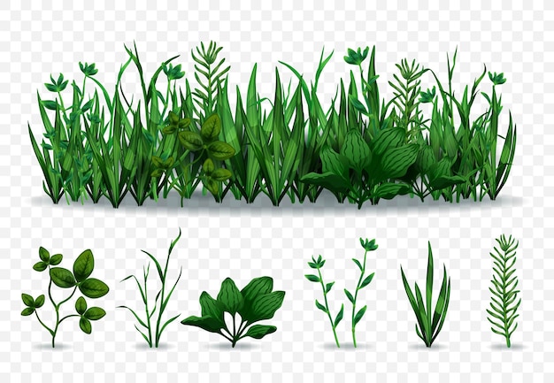 Insieme realistico di erbe verdi separate e prato con varie erbe isolate su sfondo trasparente illustrazione