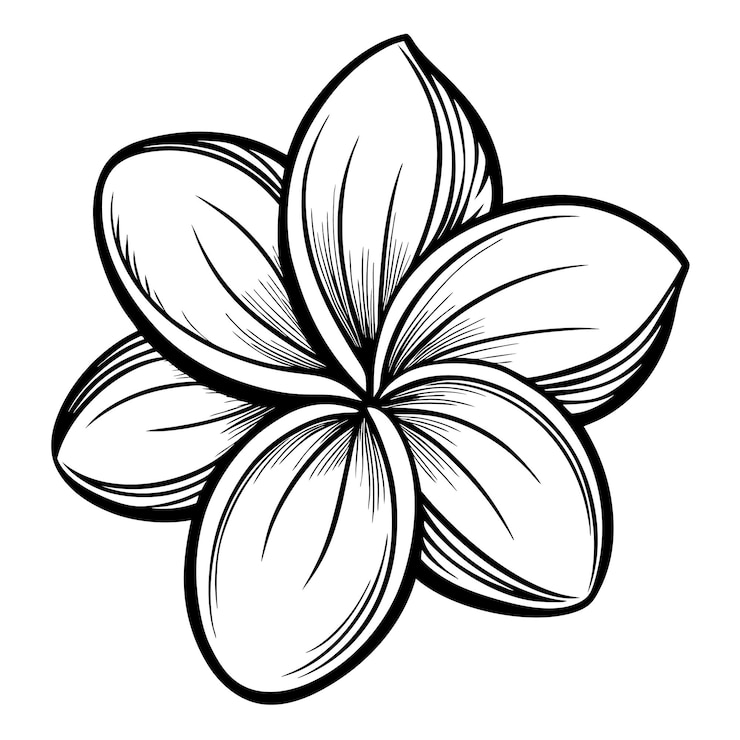 Vettore intaglio di fiori di plumeria illustrazione a contorno bianco e nero su sfondo bianco