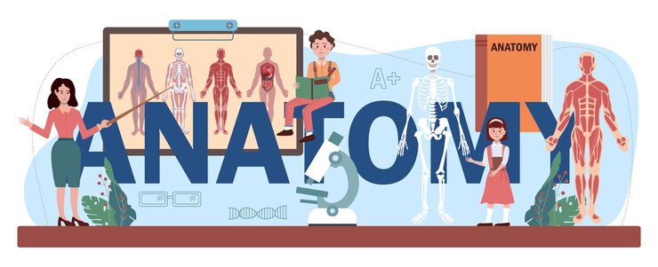 Vettore intestazione tipografica di anatomia. studio dell'organo umano interno. materia scolastica di anatomia e biologia. sistemi del corpo umano. illustrazione vettoriale piatto isolato