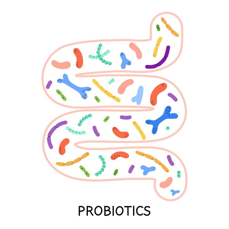 Vettore intestini e probiotici diversi microbiomi e microbiota colorati bifidobacterium e lactobacillus integrano elementi isolati vettore di salute gastrointestinale illustrazione piatta di cartone animato