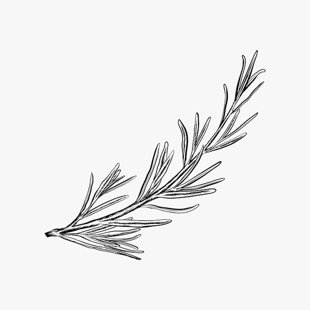 Ispirazione disegnata a mano di progettazione di logo dell'illustrazione-rosmarino di vettore del rosmarino di vettore