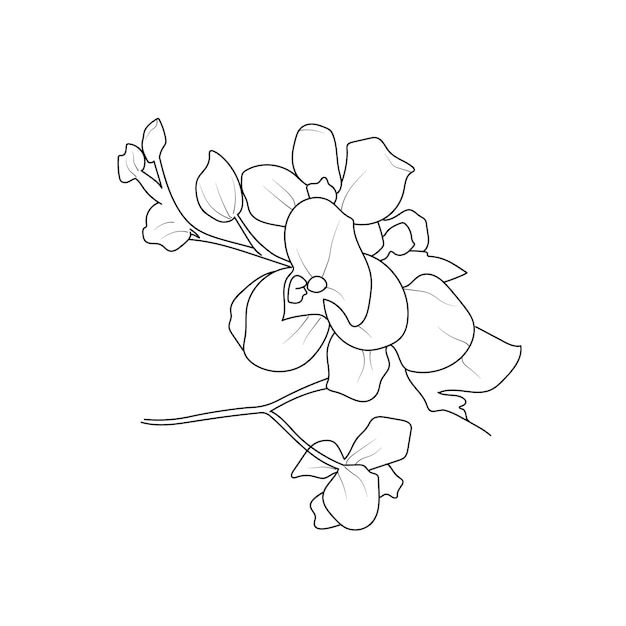 L'elegante linea artistica delle orchidee