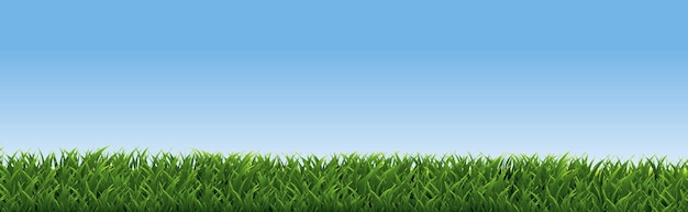 L'erba verde e il cielo blu