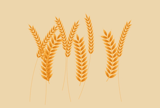 L'illustrazione concettuale dell'orzo elegante e bella