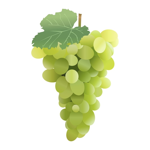 L'illustrazione dell'uva verde