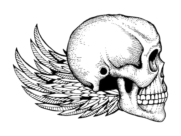 L'inchiostro in bianco e nero ha abbozzato il cranio umano con le ali isolate su bianco
