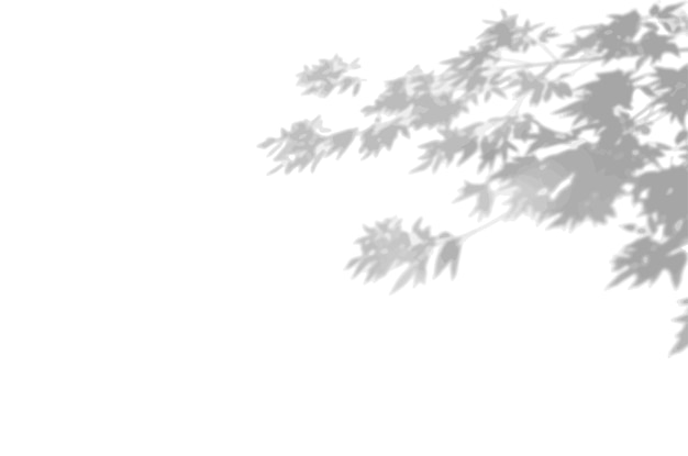 L'ombra delle piante esotiche sul muro bianco Foglie di albero Immagine per sovrapposizione di foto o mockup