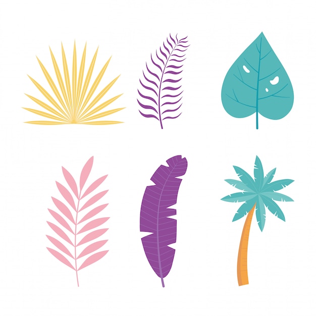 la foglia tropicale della palma lascia l'illustrazione botanica delle icone del fogliame