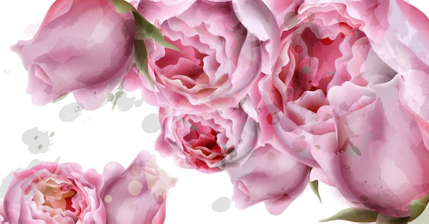 La peonia fiorisce il fondo dell'acquerello