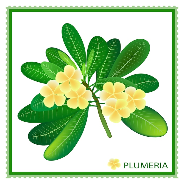 La plumeria fiorisce con le foglie verdi sul ramo, illustrazione disegnata a mano.