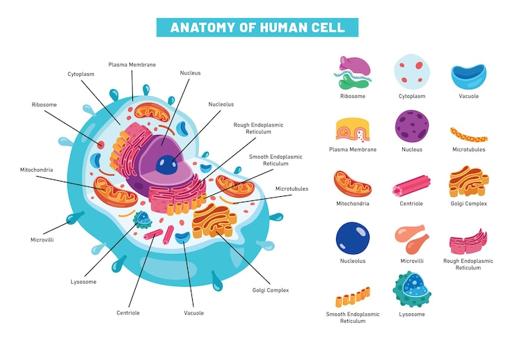 Vettore la struttura della cellula umana