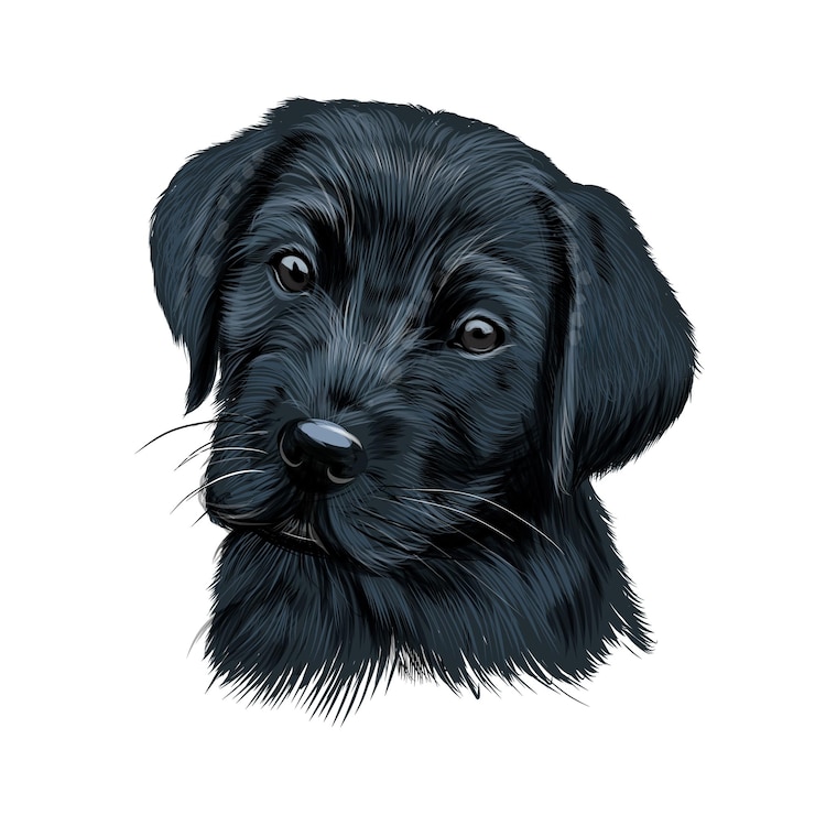 Vettore labrador retriever testa ritratto cucciolo nero da vernici multicolori spruzzata di acquerello