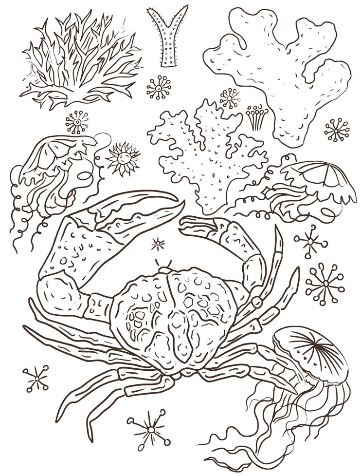 Vettore libro da colorare di granchi antistress disegnato a mano su uno sfondo bianco frutti di mare natura alghe oceaniche coralli