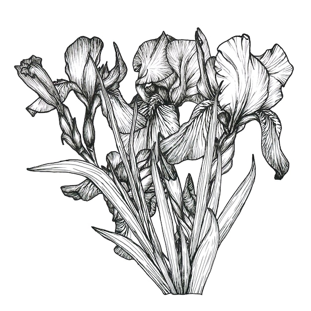 Linea botanica fiore iris illustrazione iris disegnata a mano grafica a inchiostro nero monocromatico per il logo del tatuaggio della carta d'arte a parete