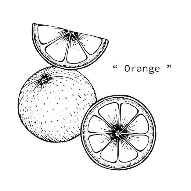 Linea d&#39;arte disegnata a mano del disegno dell&#39;illustrazione arancio della frutta.