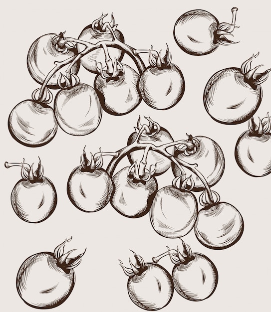 Linea di pomodori ciliegini art. Autunno raccolto illustrazioni