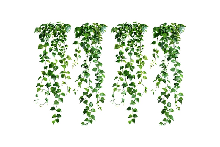 Vettore lush green hanging ivy isolato su sfondo bianco disegno di illustrazione vettoriale