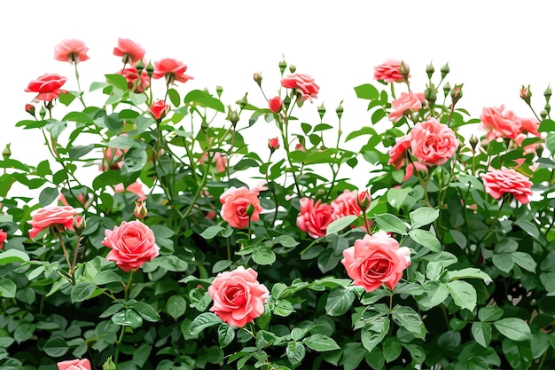 Lush Pink Rose Bush in piena fioritura Disegno illustrativo vettoriale
