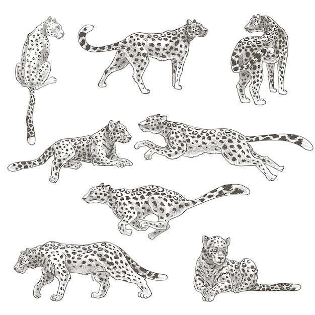Mammifero selvatico carnivoro, leopardo isolato o ghepardo