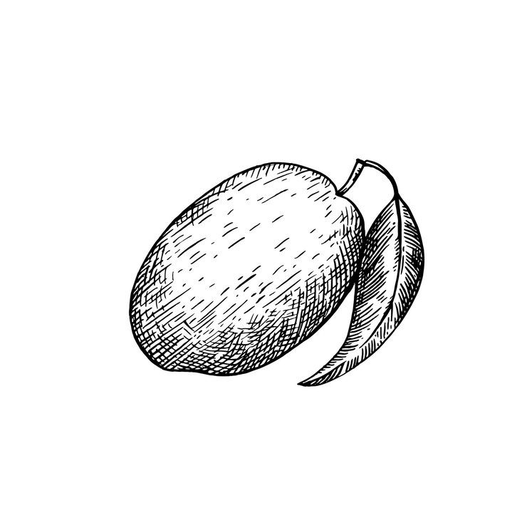 Mango isolato su sfondo bianco Illustrazione a inchiostro disegnata a mano