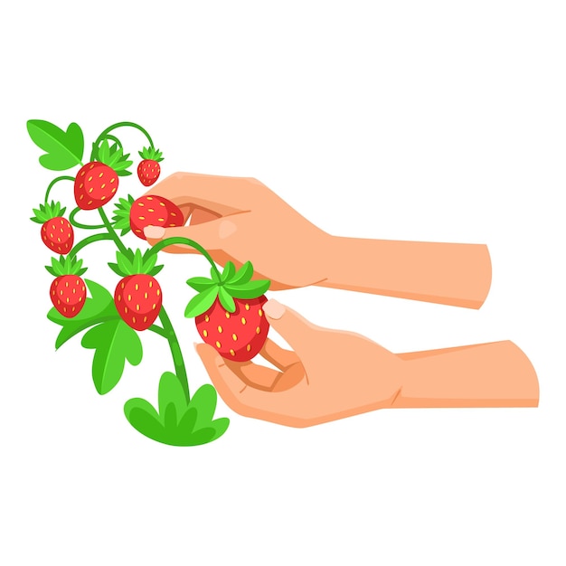 Mani che raccolgono fragole fresche dalla pianta su sfondo bianco Illustrazione vettoriale