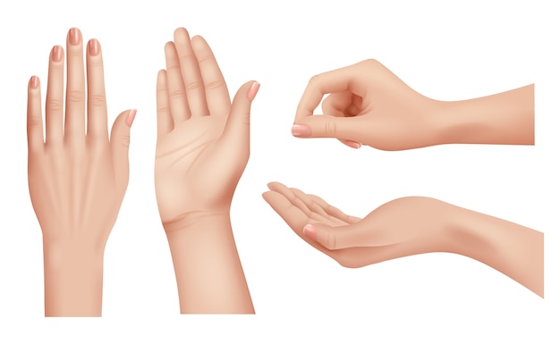 Mani realistiche. Gesti le palme umane e le dita che indicano il primo piano di vettore di lingua di comunicazione della gente della mano. Illustrazione realistica mano umana, palmo e unghie