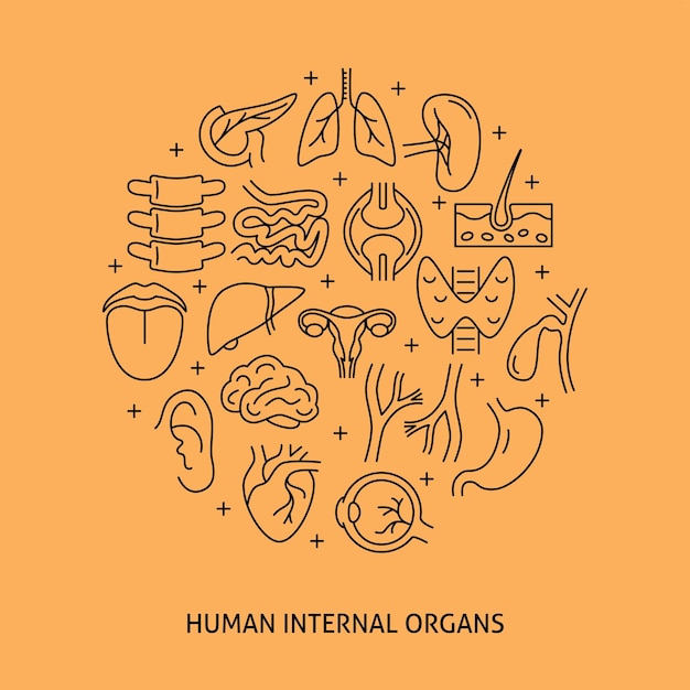 Manifesto rotondo degli organi interni umani