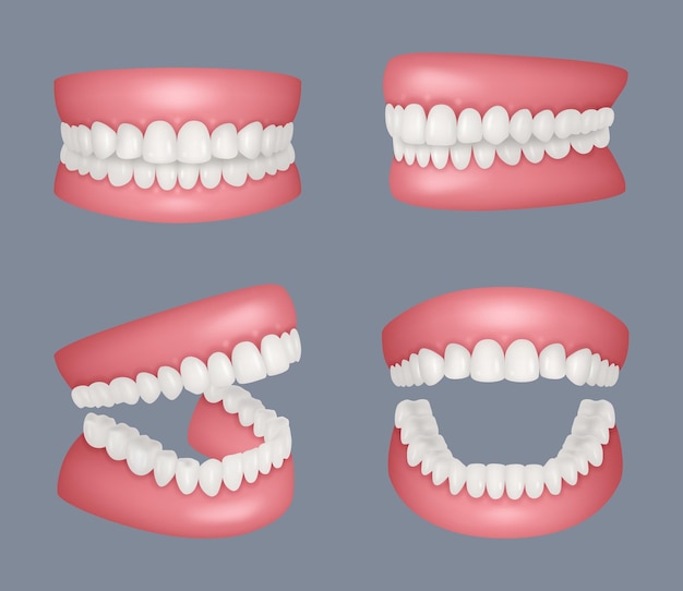 Mascella umana Set realistico di denti umani Anatomia bocca chiusa e aperta Set di modelli vettoriali decenti