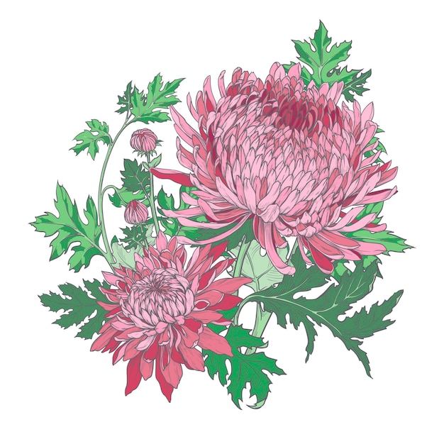 Mazzo di crisantemo rosa Modello di invito a nozze Illustrazione isolato su sfondo bianco
