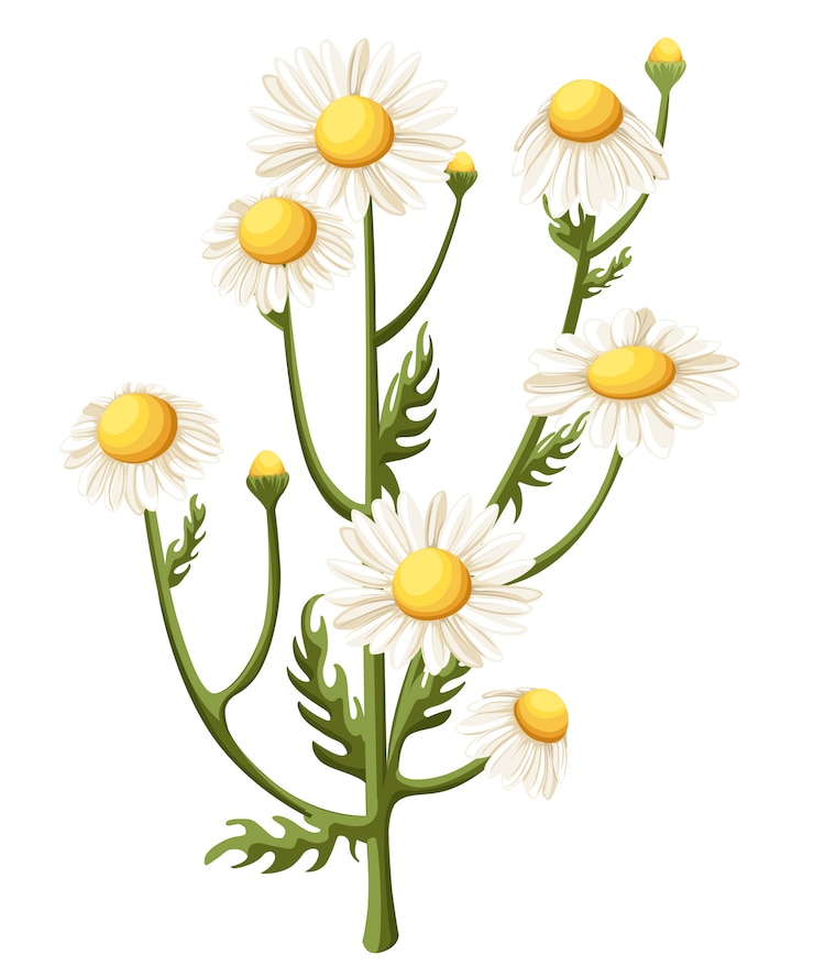 Vettore mazzo realistico margherita, fiori di camomilla su sfondo bianco. illustrazione carta illustrazione medica di tè di camomilla