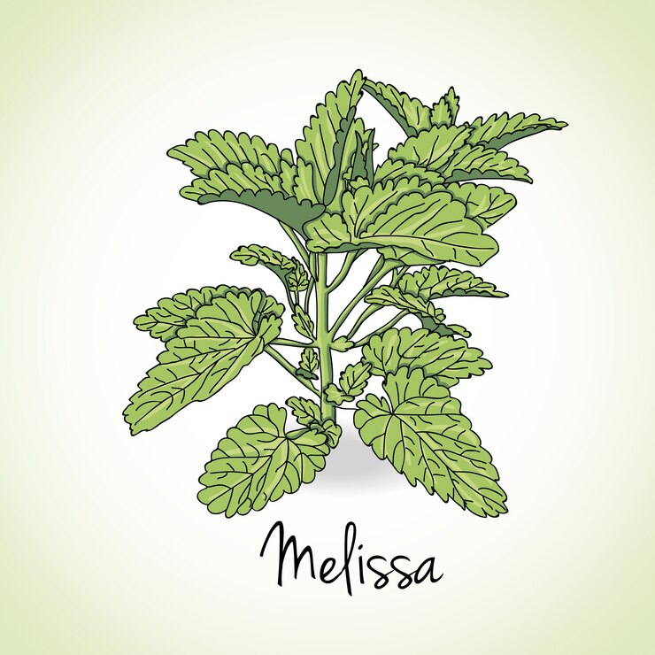 Vettore mellissa erbe e spezie.