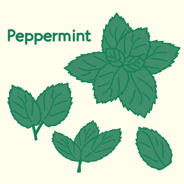 Menta piperita disegnata a mano. Elemento alimentare di design dei cartoni animati. Set di erbe e spezie. Cibo organico.