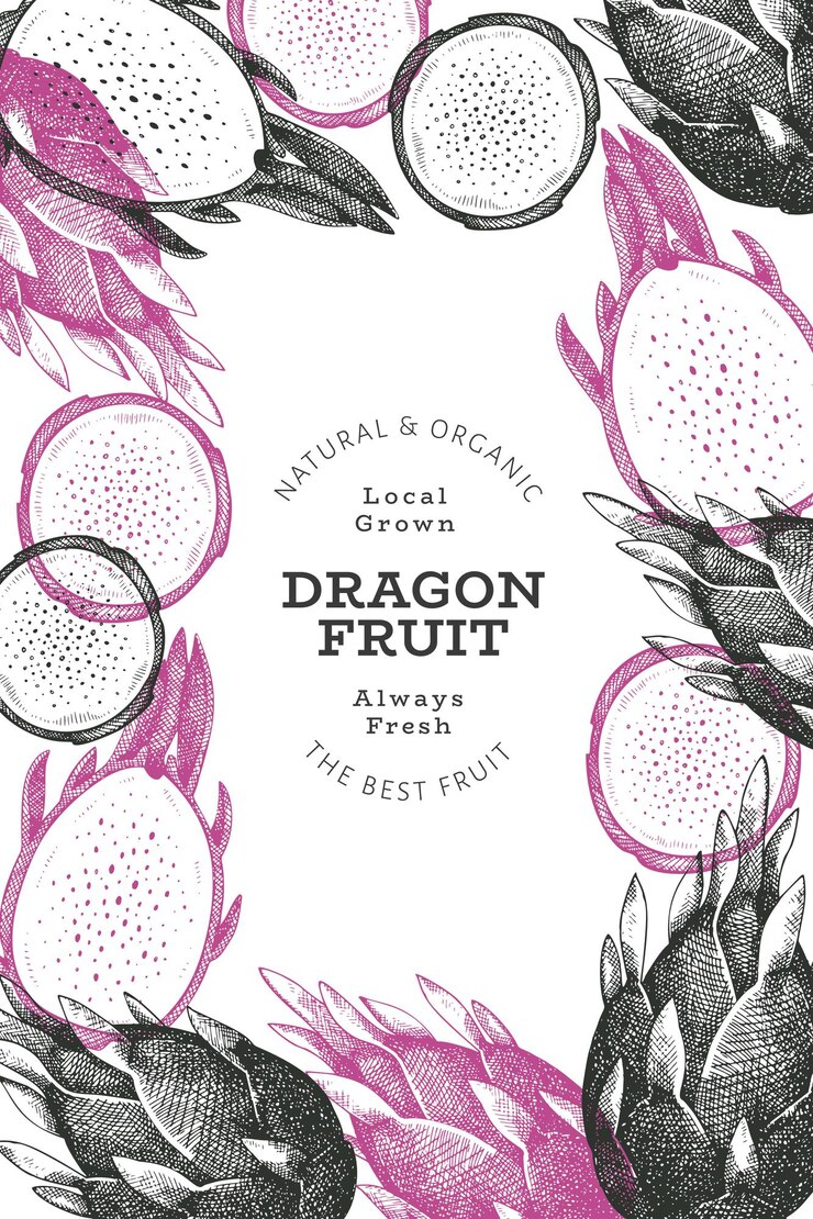 Vettore modello di disegno di frutta del drago disegnato a mano. illustrazione di alimenti freschi biologici. frutta pitaya retrò