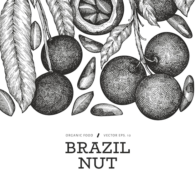 Modello di disegno di ramo e noccioli di noce brasiliano disegnato a mano. Illustrazione di alimenti biologici su sfondo bianco. Retro illustrazione del dado. Banner botanico in stile inciso.