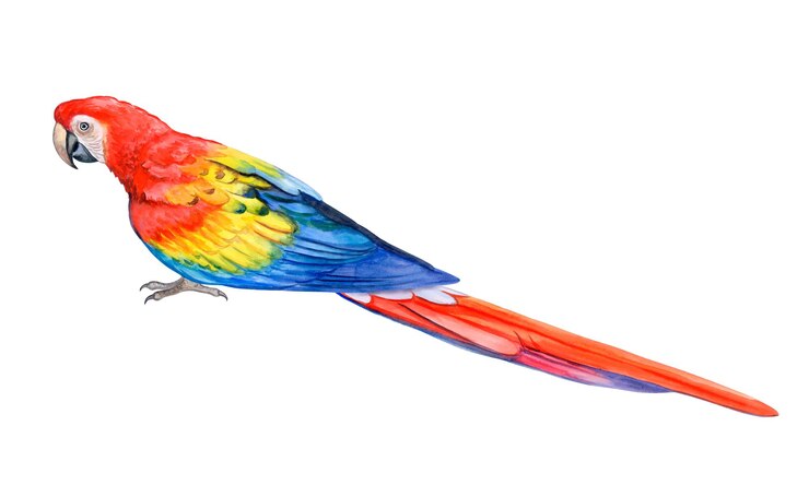 Vettore modello di illustrazione ad acquerello rosso pappagallo ara scarlatto