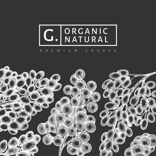 Modello di progettazione dell'uva. Illustrazione disegnata a mano della bacca dell'uva sul bordo di gesso. Banner botanico vintage in stile inciso.