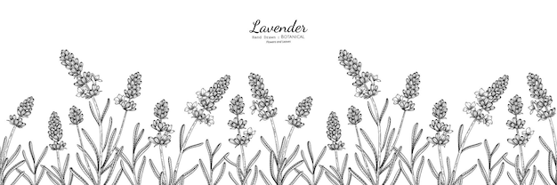 Modello senza cuciture Illustrazione botanica disegnata a mano di fiori e foglie di lavanda con line art.