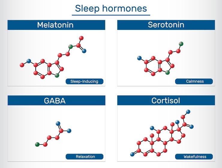Vettore molecola dell'ormone del sonno struttura e funzione della melatonina serotonina gaba e cortisolo vettore