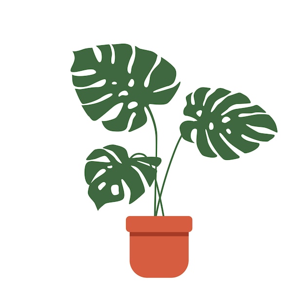 Monstera di piante in vaso