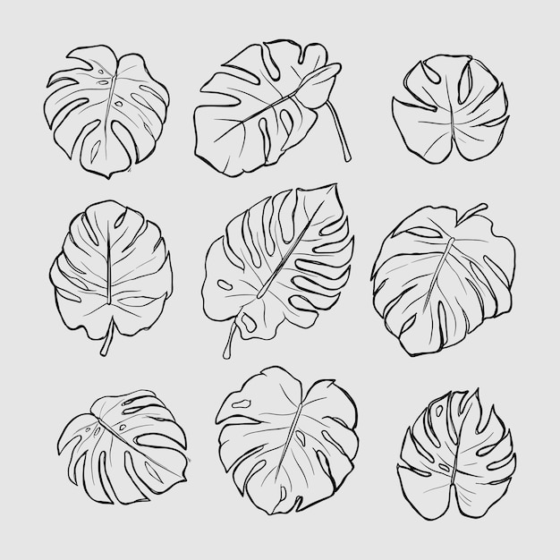 Monstera lascia il set di contorni