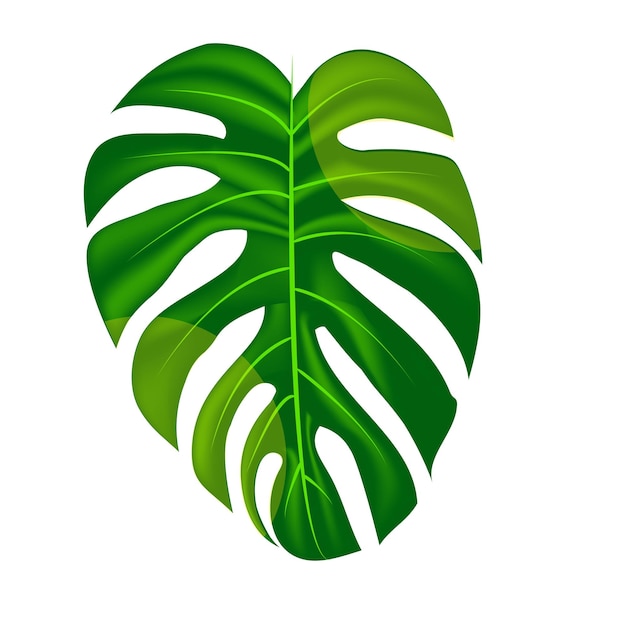 Monstra Leaf Vector Una grande foglia di una pianta tropicale Monstra su sfondo bianco Illustrazione vettoriale