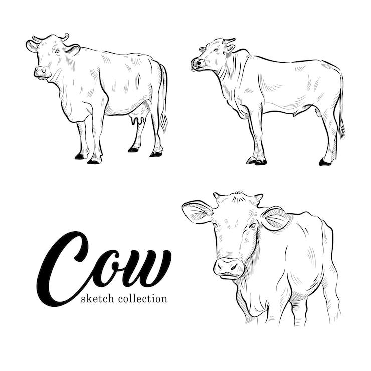 Vettore mucca animale del set di illustrazioni vettoriali qurban