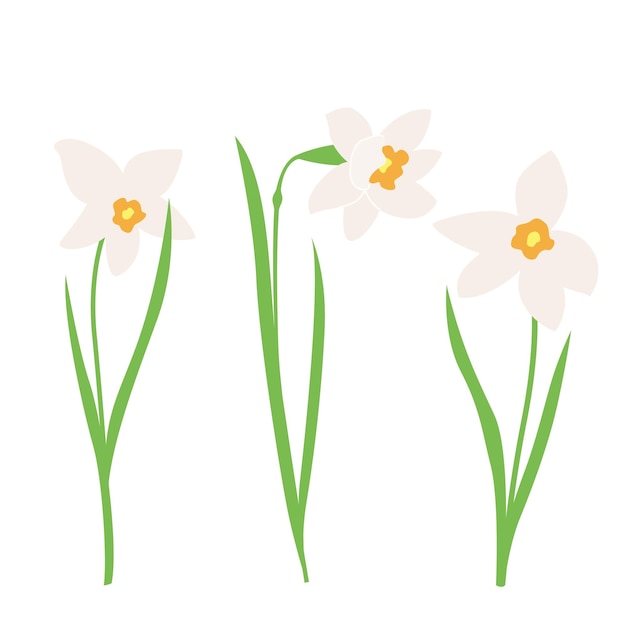 Narcisse o Jonquil pianta a fiore primaverile con fiori e foglie bianche Vettore impostato all'inizio della primavera elementi di design per Happy womens day Easter o Mothers day su uno sfondo bianco