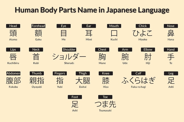 Nome delle parti del corpo umano in lingua giapponese