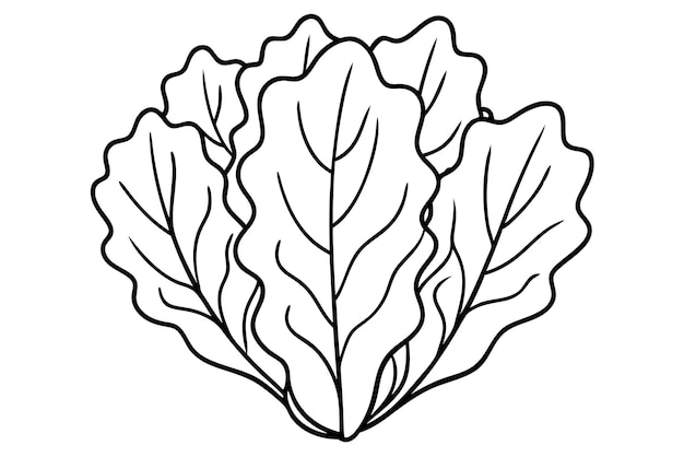 Note del progetto Escarole Leaf line art