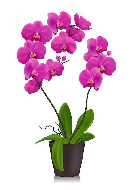 Orchidea viola in vaso da fiori